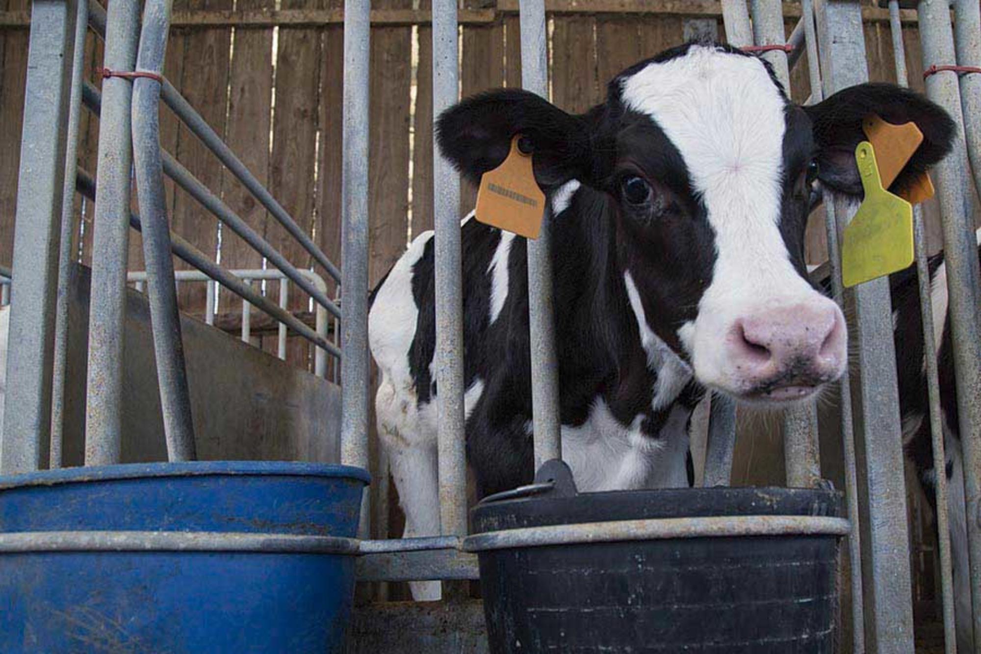 ¿Se ha rendido el movimiento de derechos animales?